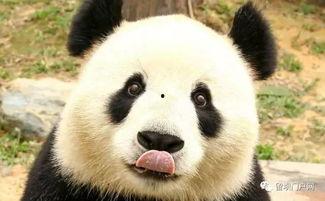 西安熊猫爆料事件最新  第3张